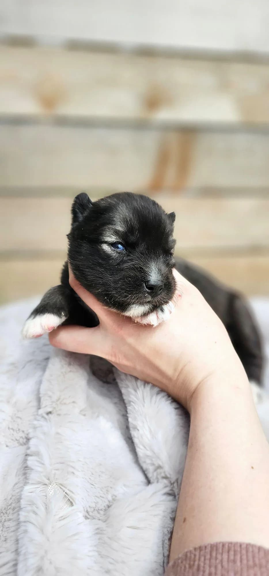 Barbie from the Tremor and Aspen litter