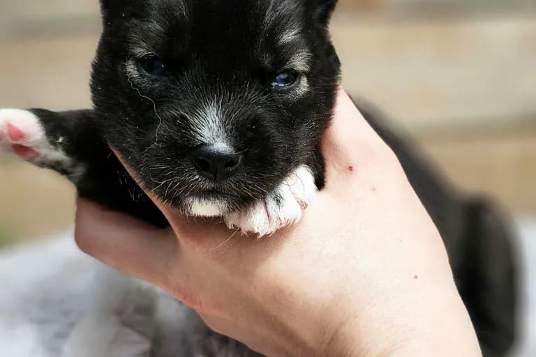 Barbie from the Tremor and Aspen litter