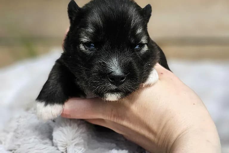 Barbie from the Tremor and Aspen litter