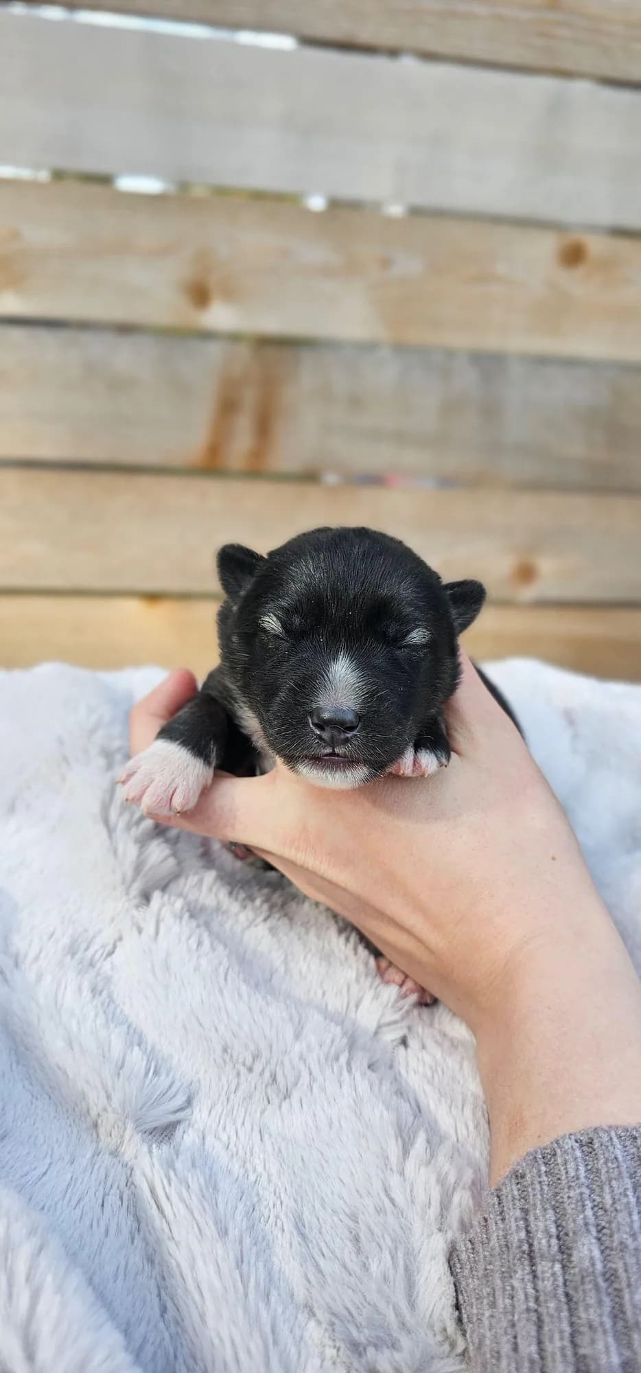 Chelsea from the Tremor and Aspen litter