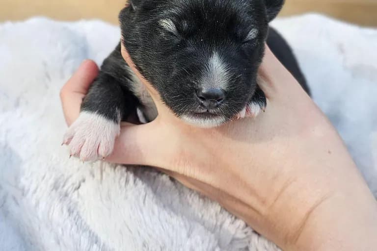 Chelsea from the Tremor and Aspen litter