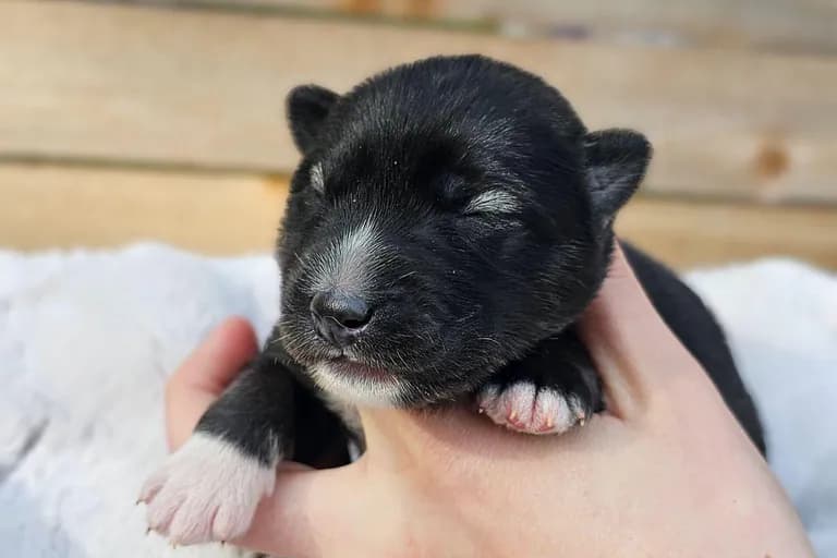 Chelsea from the Tremor and Aspen litter