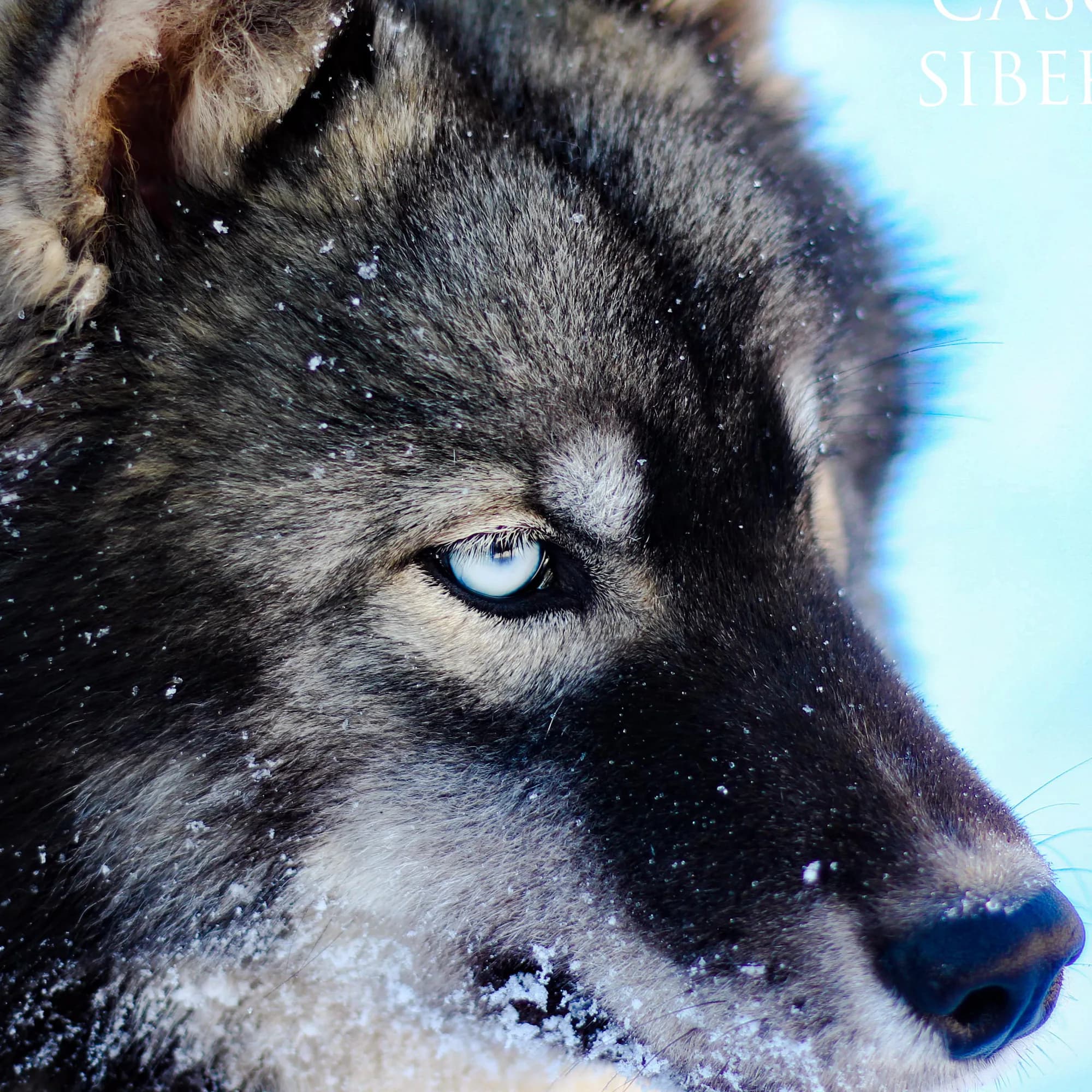 Cascade Siberians cover photo 2