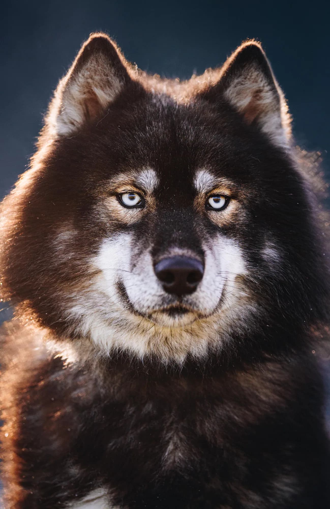 Cascade Siberians cover photo 3