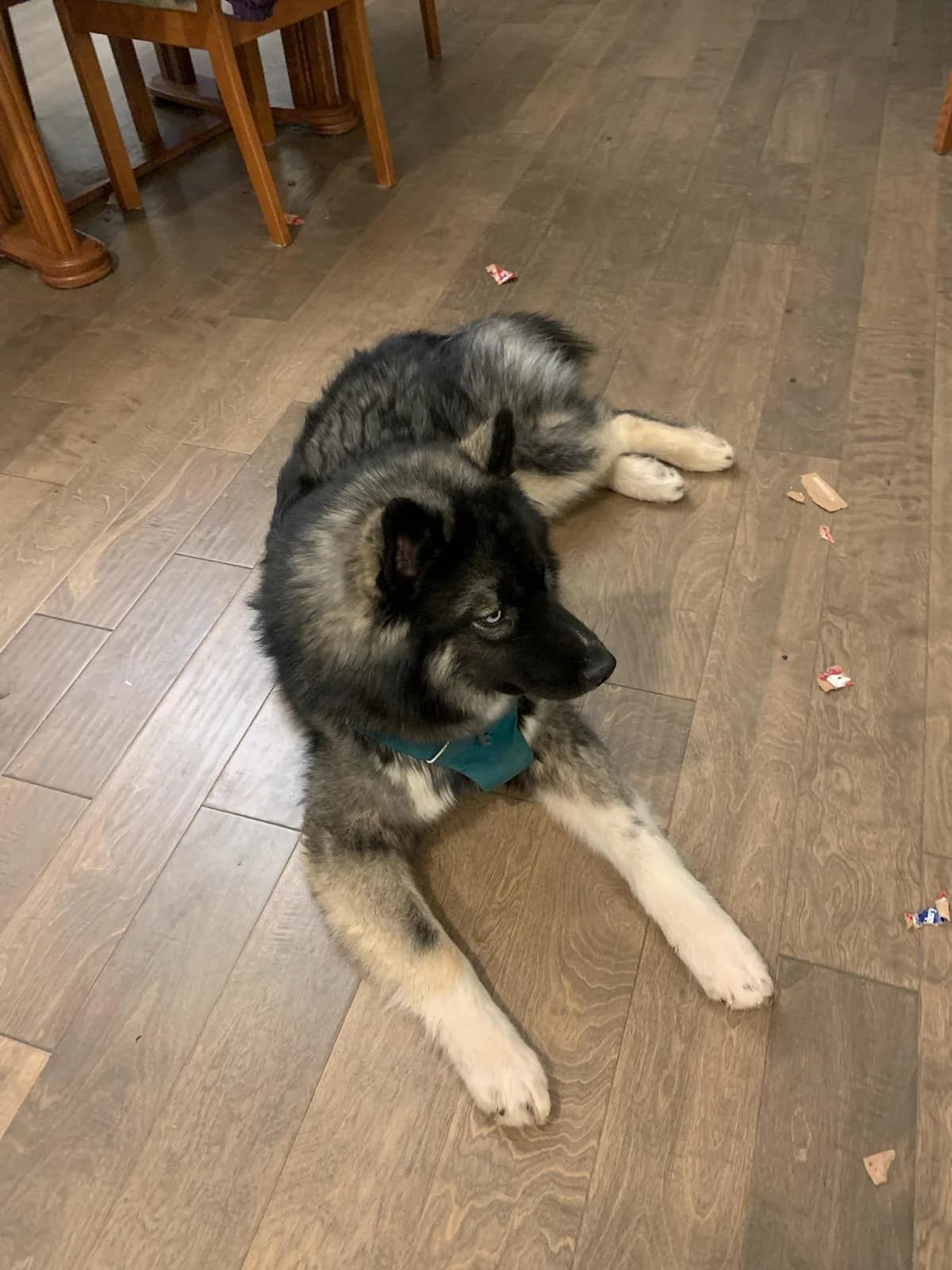 Cascade Siberian Husky all grown up 1