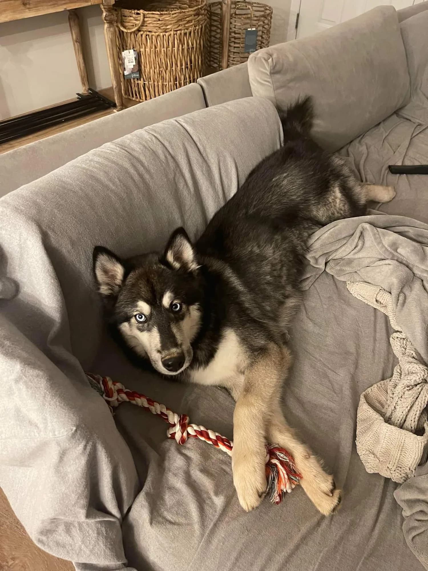 Cascade Siberian Husky all grown up 3