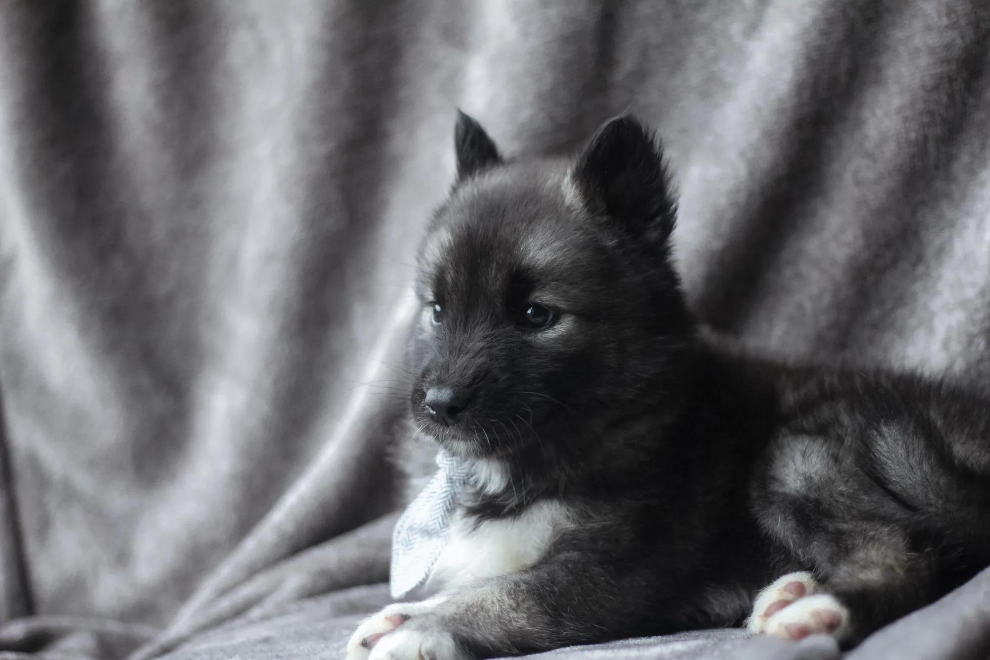 Cascade Siberian Husky puppies 1