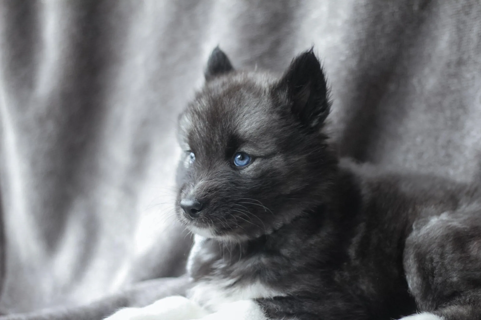 Cascade Siberian Husky puppies 2