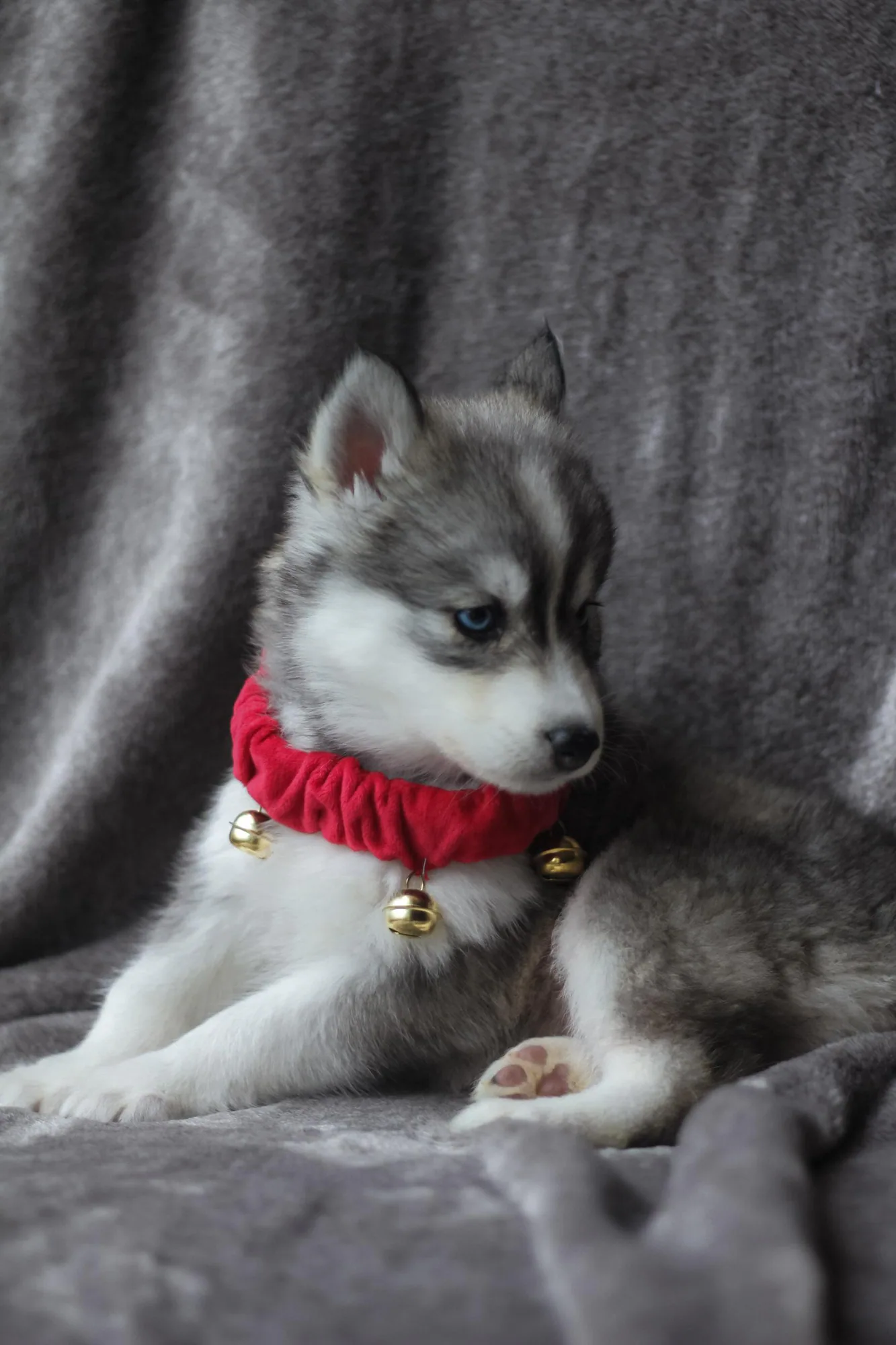 Cascade Siberian Husky puppies 3