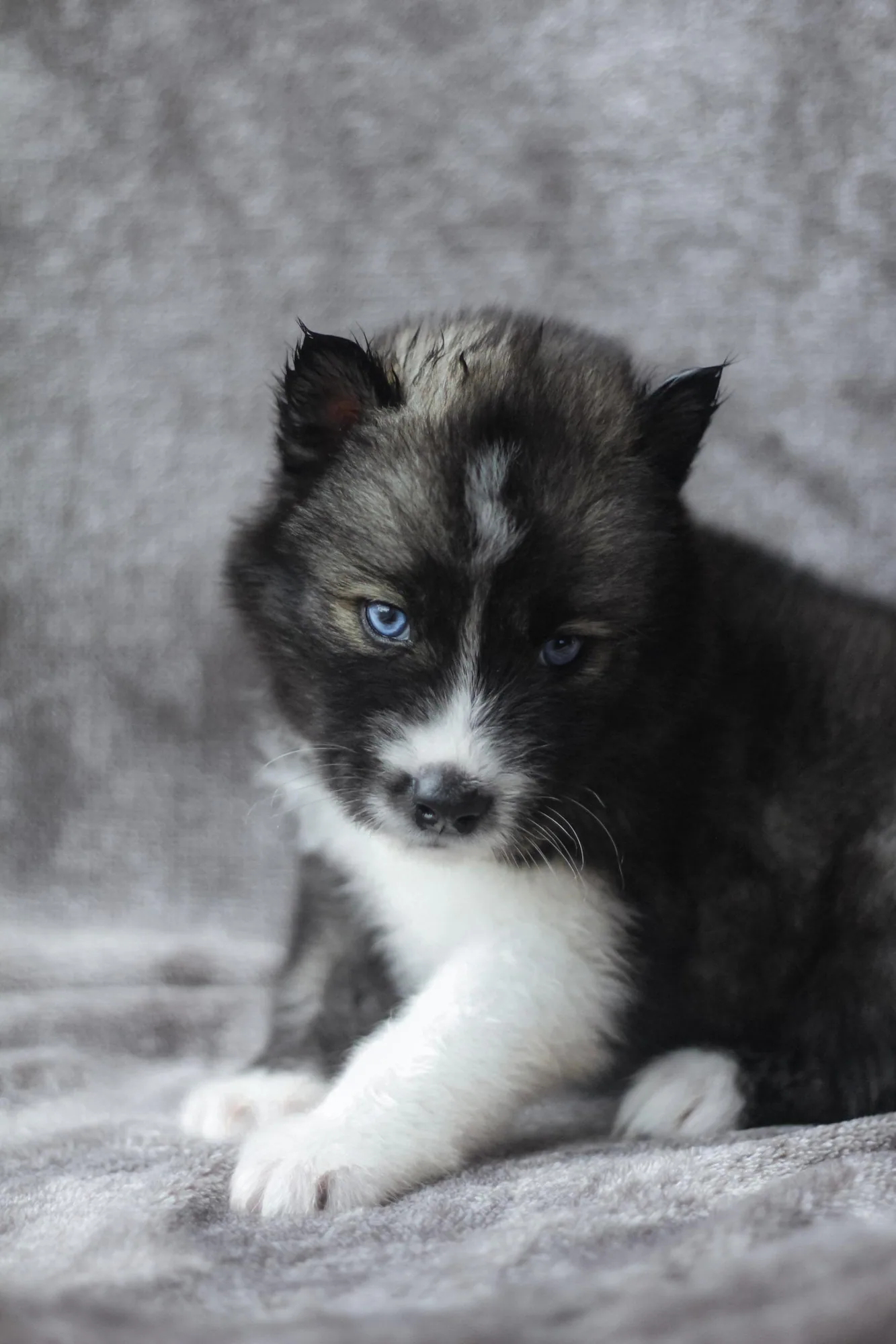 Cascade Siberian Husky puppies 4