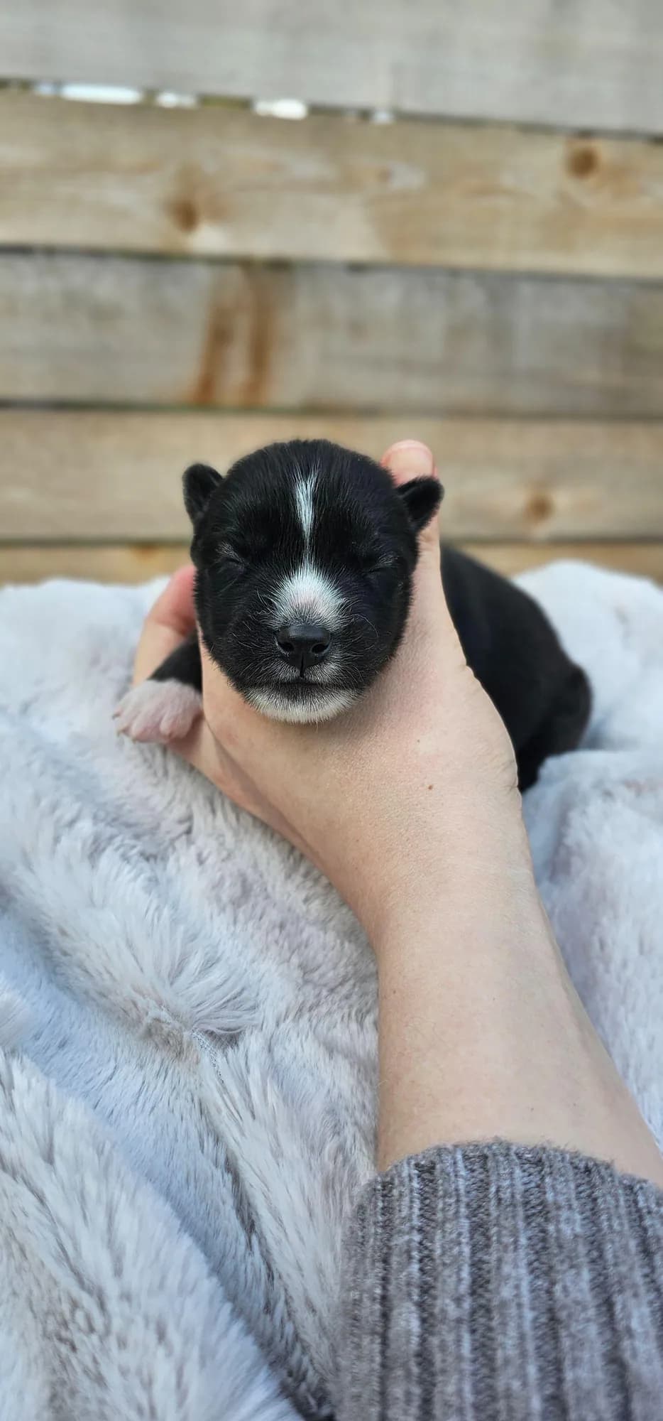 George from the Tremor and Aspen litter