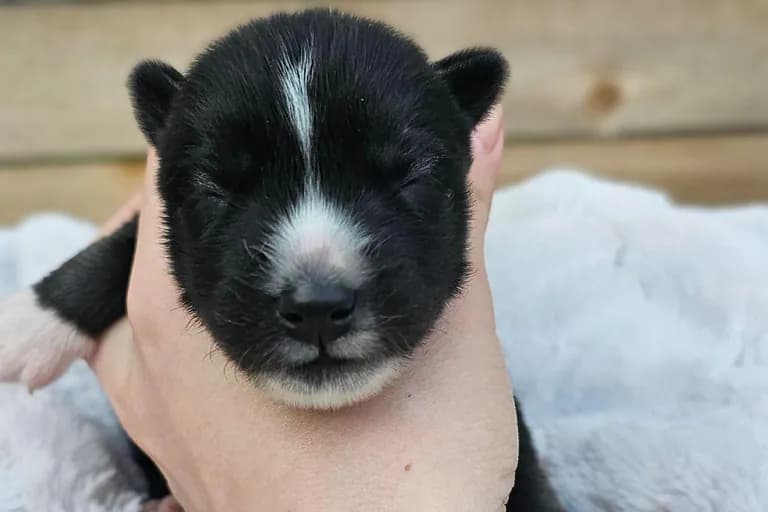 George from the Tremor and Aspen litter