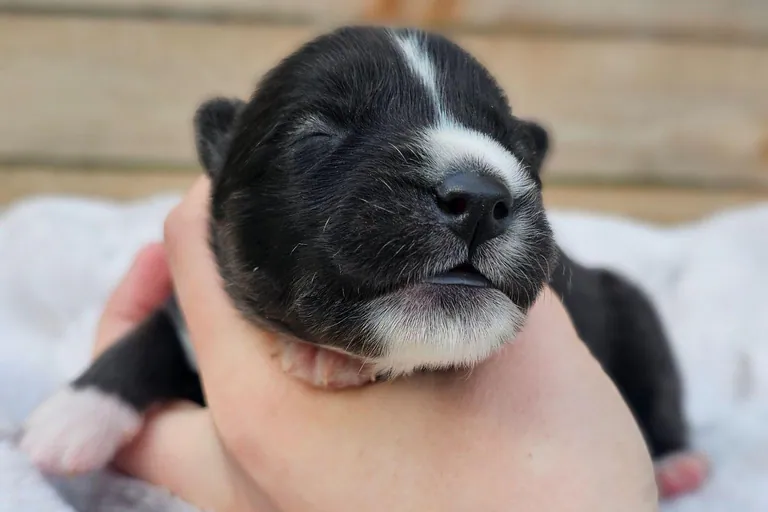 George from the Tremor and Aspen litter