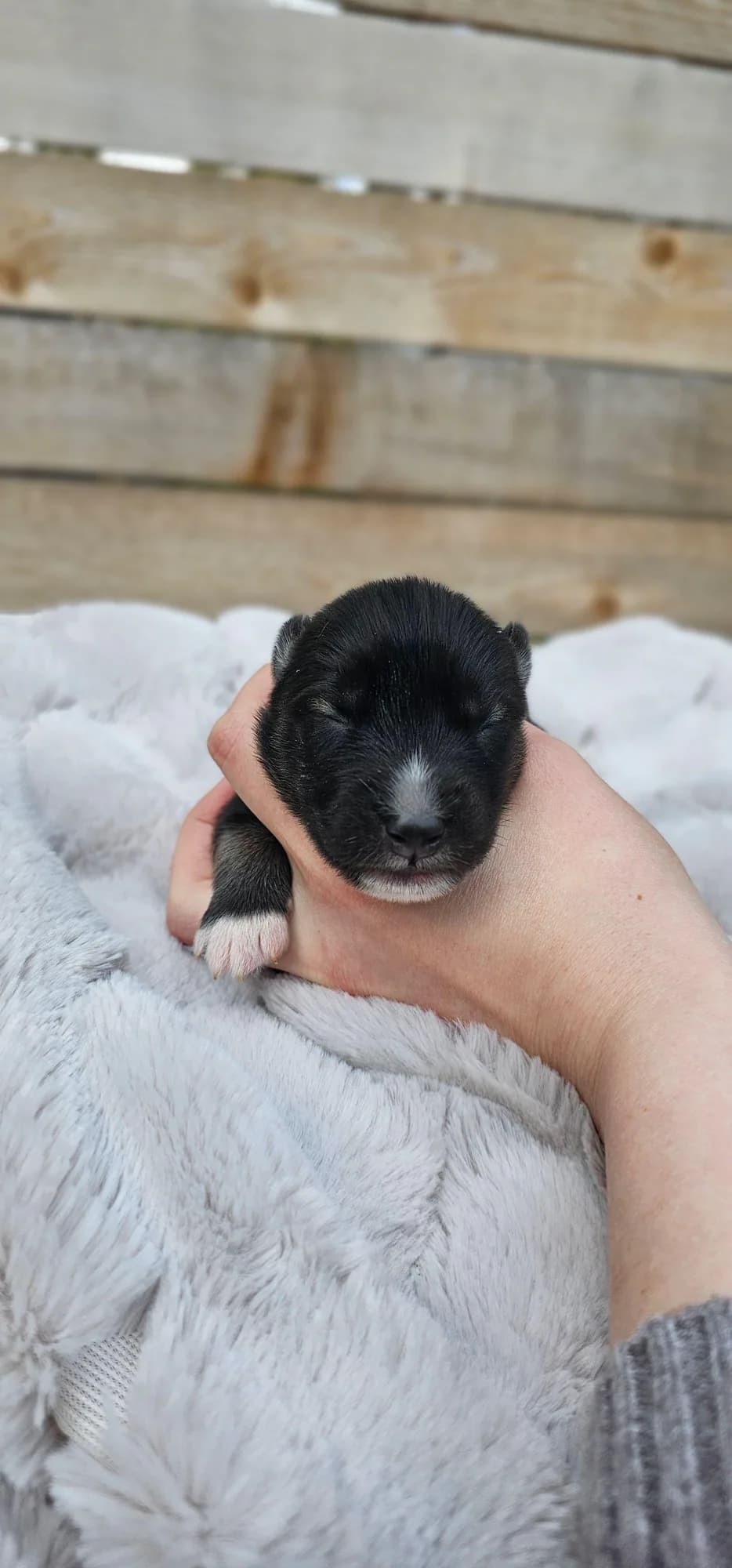 Ken from the Tremor and Aspen litter