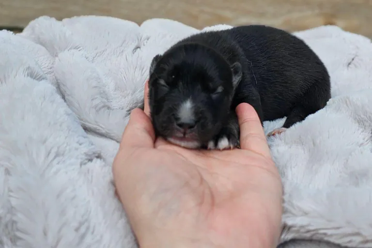 Ken from the Tremor and Aspen litter