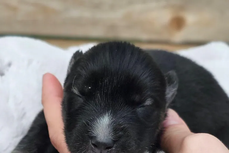 Ken from the Tremor and Aspen litter