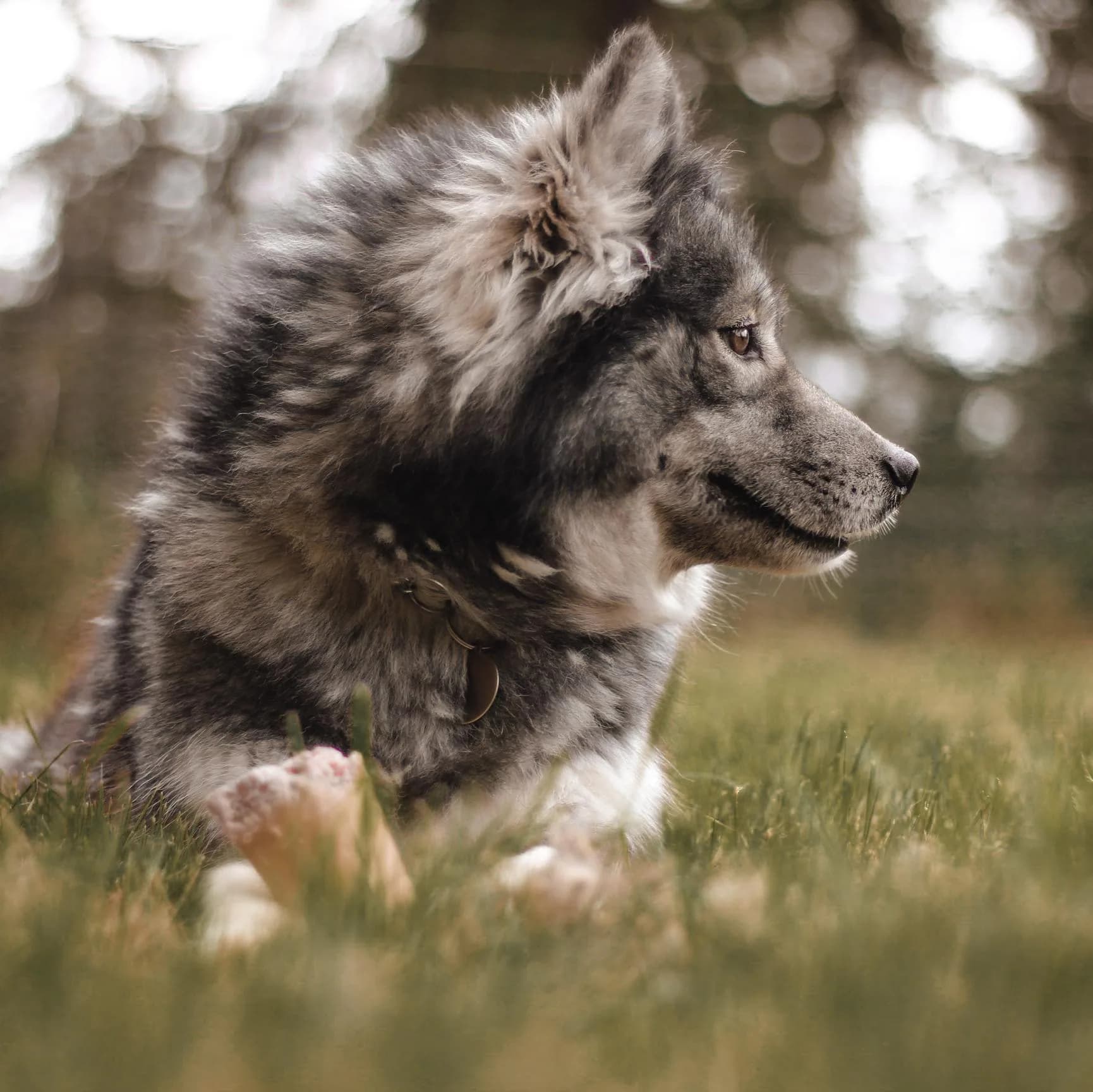 Aspen