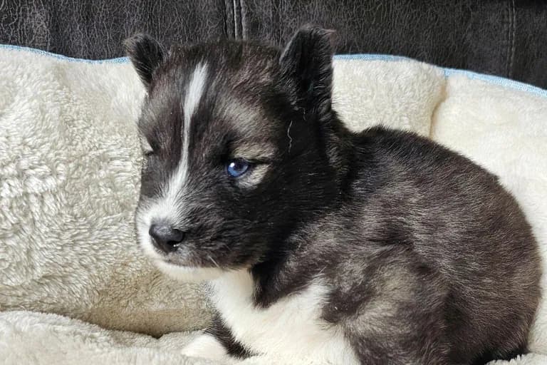 Ryan from the Tremor and Aspen litter