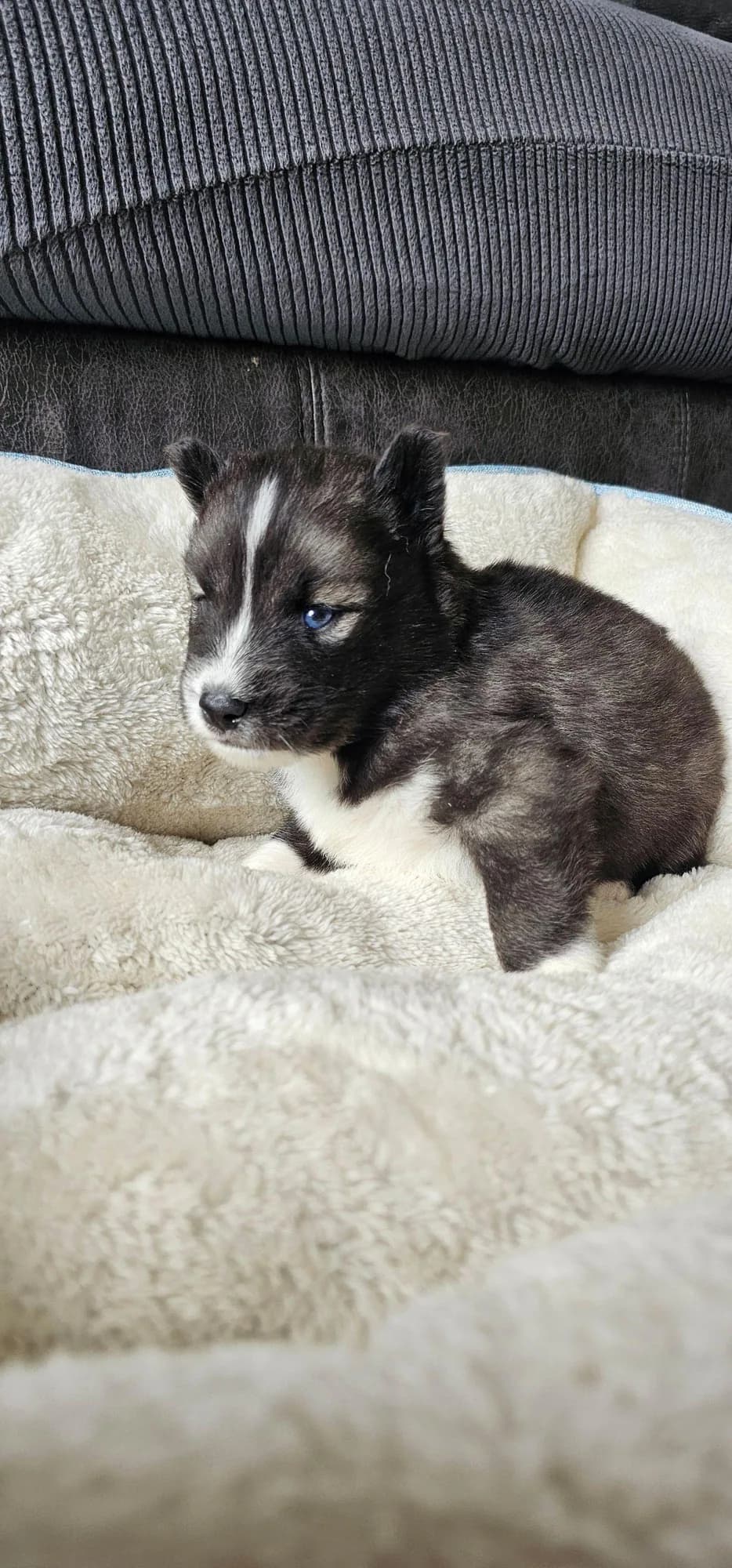 Ryan from the Tremor and Aspen litter