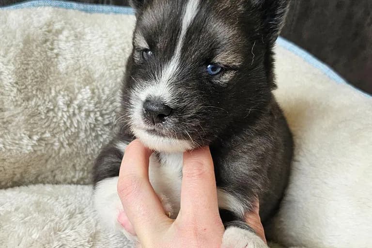 Ryan from the Tremor and Aspen litter