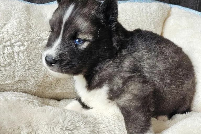 Ryan from the Tremor and Aspen litter