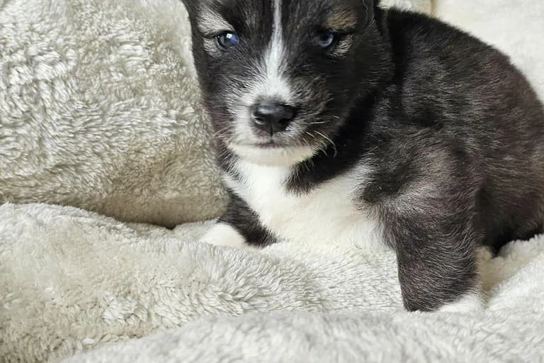 Ryan from the Tremor and Aspen litter