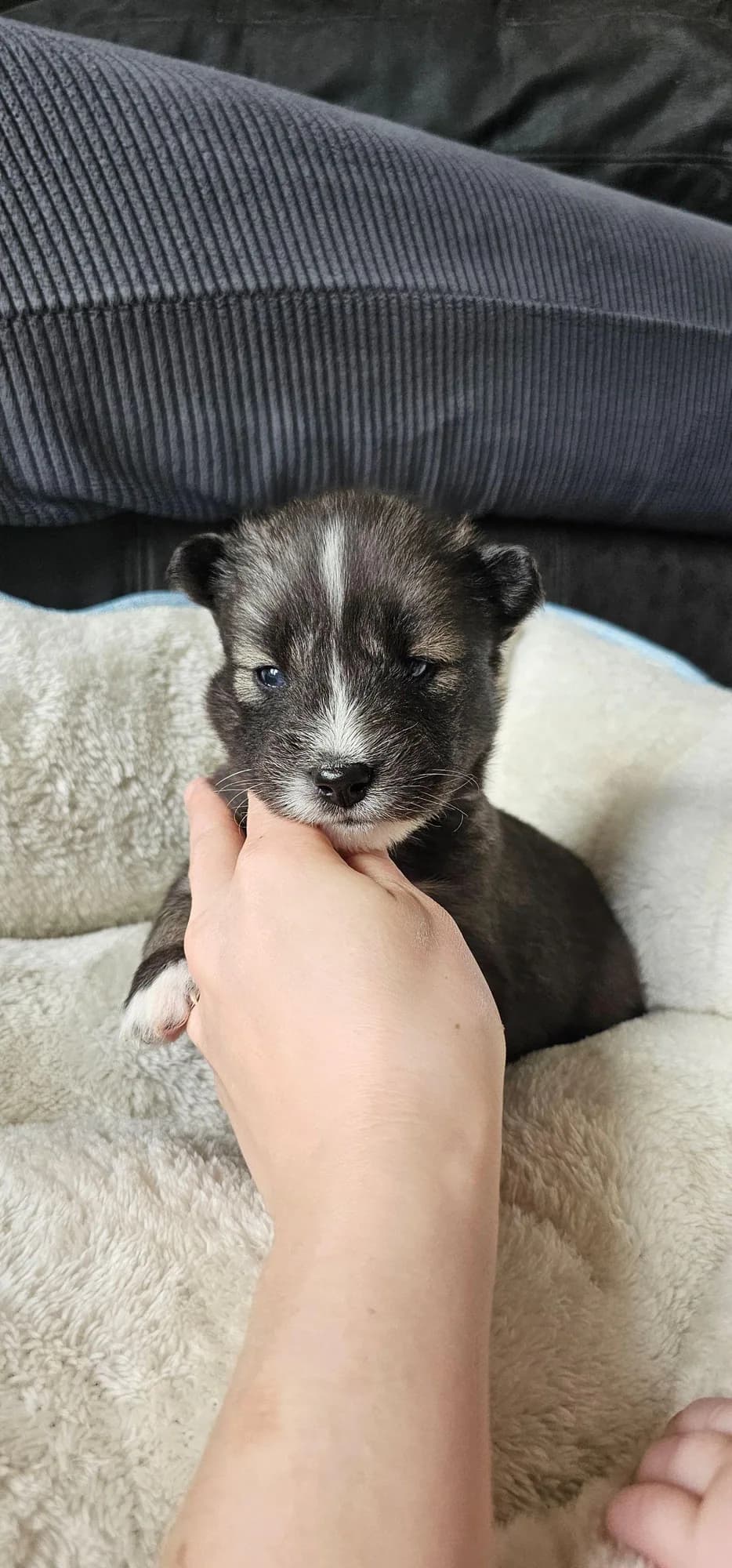 Stacie from the Tremor and Aspen litter