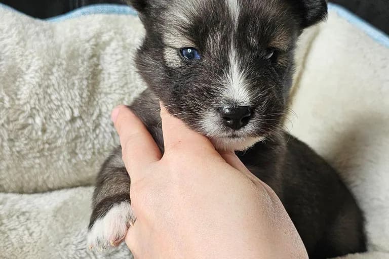 Stacie from the Tremor and Aspen litter