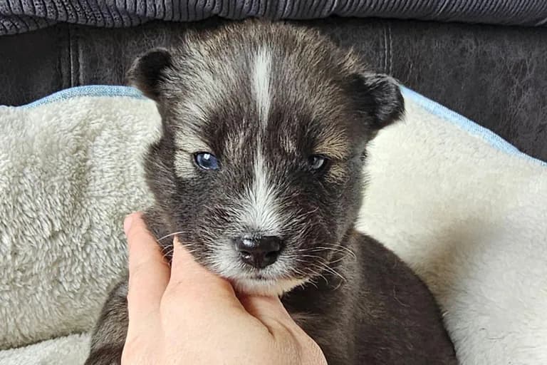 Stacie from the Tremor and Aspen litter